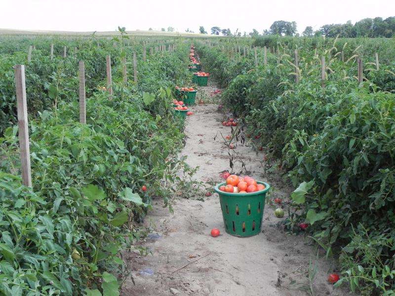 Participatory breeding program assists organic tomato growers