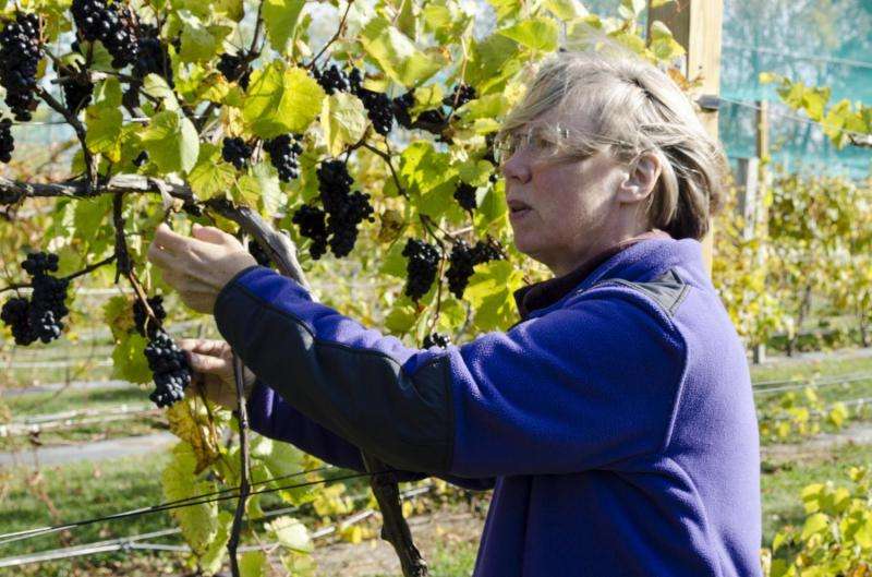Plant scientists investigate genetics, nutritional needs of cold-climate grapes