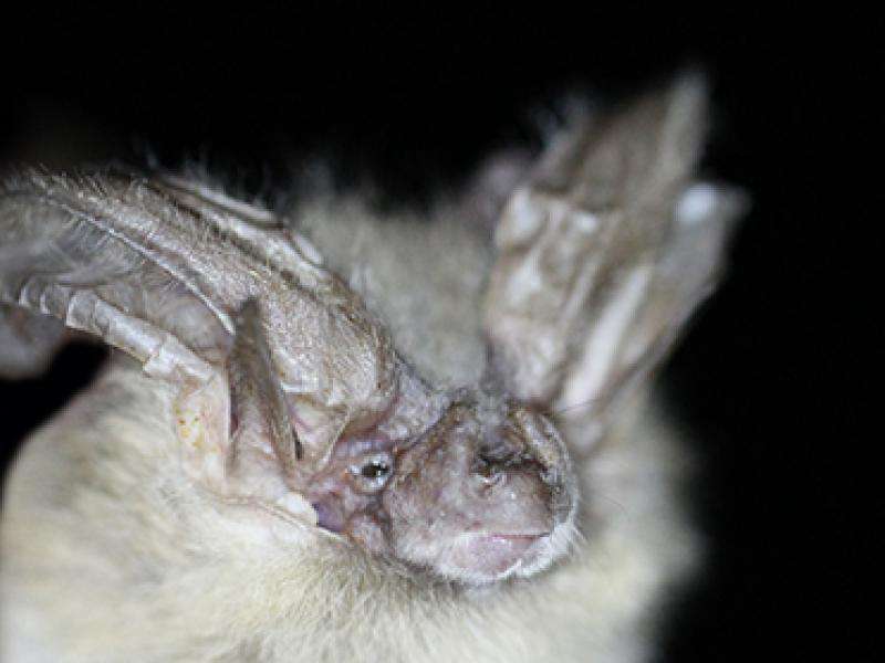 Researcher investigates the mysteries of Washington’s San Juan Islands bats
