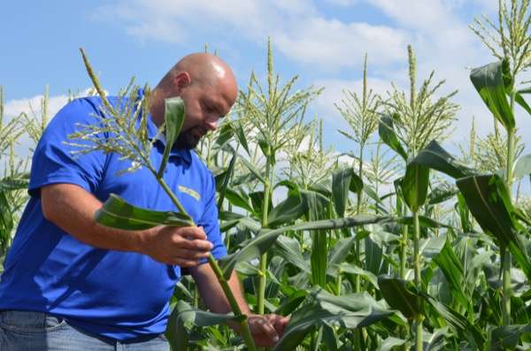 Researchers look at sweet corn damage caused by stink bugs