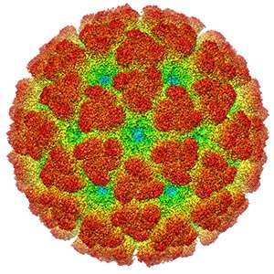 Research points to development of single vaccine for Chikungunya, related viruses​