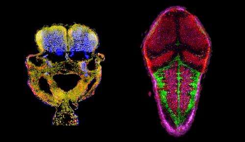 Research team identifies key process in embryonic neurogenesis