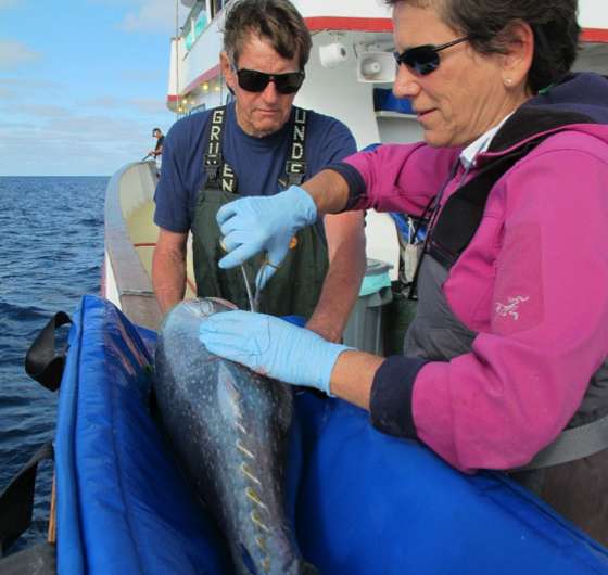 Stanford scientists help discover Pacific bluefin tunas' favorite feeding spots