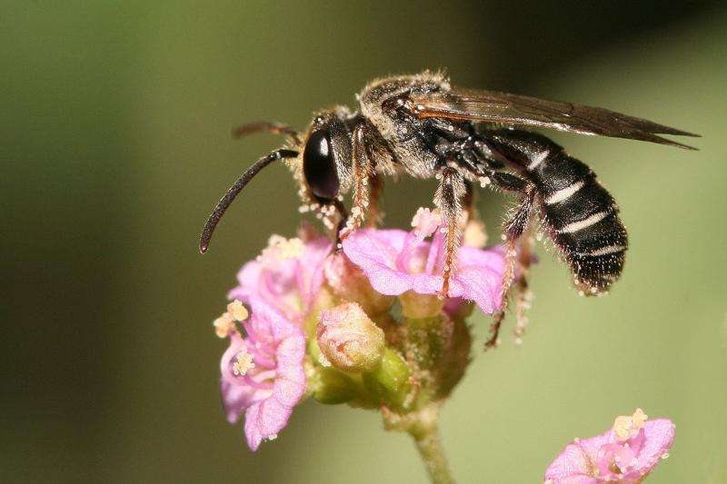 Summer fruits depend on pollinators, but where have all the bees gone?