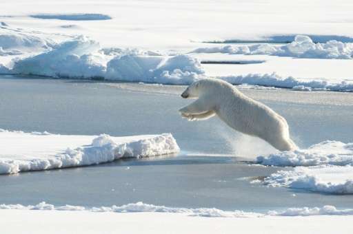 The International Union for the Conservation of Nature says there are currently between 22,000 and 31,000 polar bears globally, 