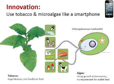 Tobacco plants may boost biofuel and biorefining industries