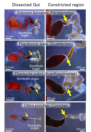 Unique mechanism for symbiont acquisition in stink bugs, a group of notorious pest insect