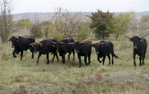Wild aurochs-like cattle reintroduced in Czech Republic (Update)