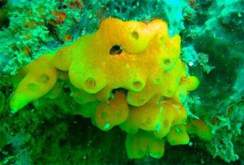 Researchers describe five new species of marine invertebrates