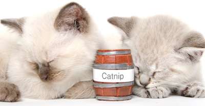 Researchers create heartier catnip breed for specialized commercial farmers