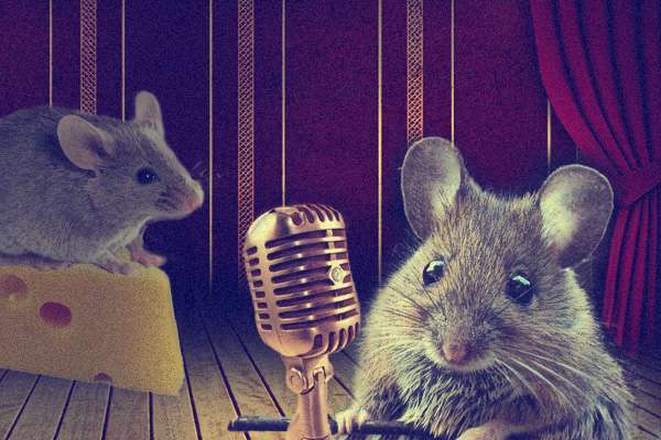 Researcher studies courtship vocalizations and finds female mice not so silent
