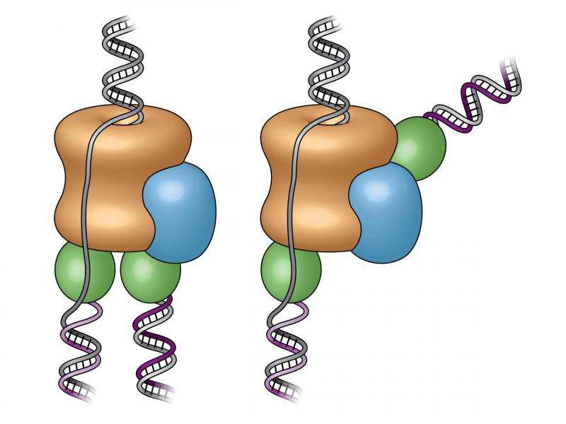 Study reveals the architecture of the molecular machine that copies DNA