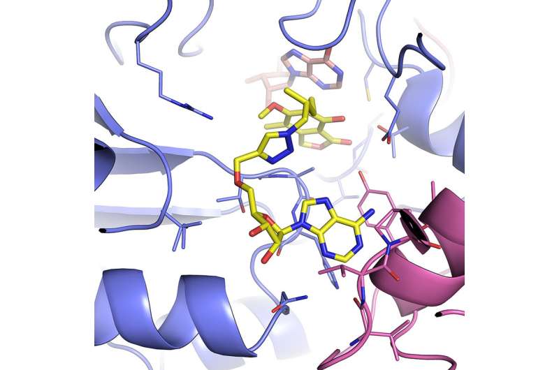 Study reveals structure of tuberculosis enzyme, could offer drug target