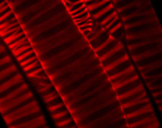 Researchers create inside-out plants to watch how cellulose forms