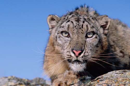 Climate change could push snow leopards over the edge