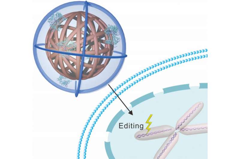 Researchers use DNA 'clews' to shuttle CRISPR-Cas9 gene-editing tool into cells
