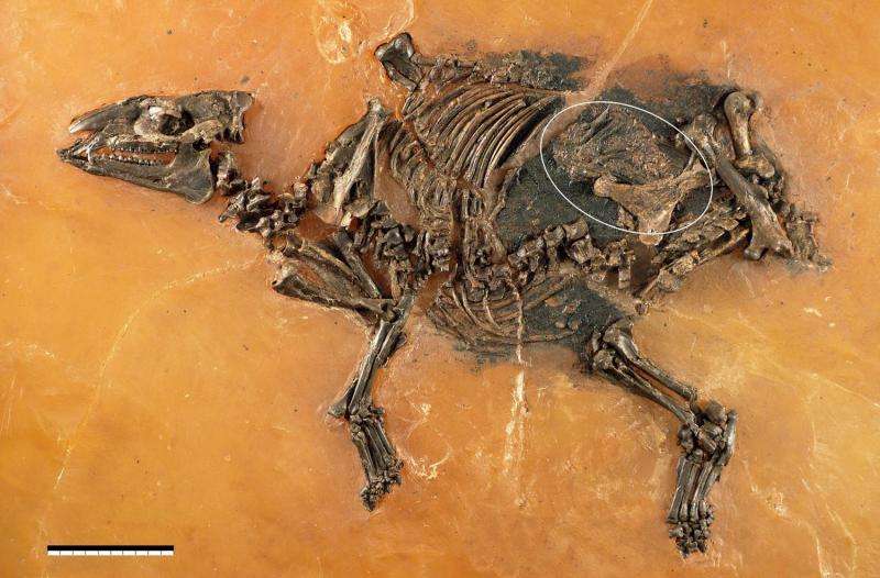 48-million-year-old horse-like fetus discovered in Germany