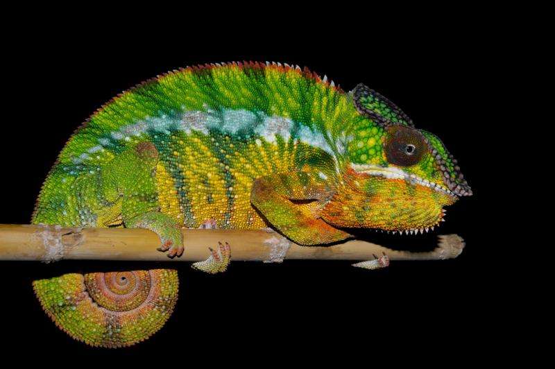 Biodiversity: 11 new species come to light in Madagascar