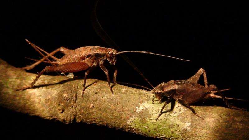 Dartmouth-led team discovers new acoustic, vibrational duet in crickets