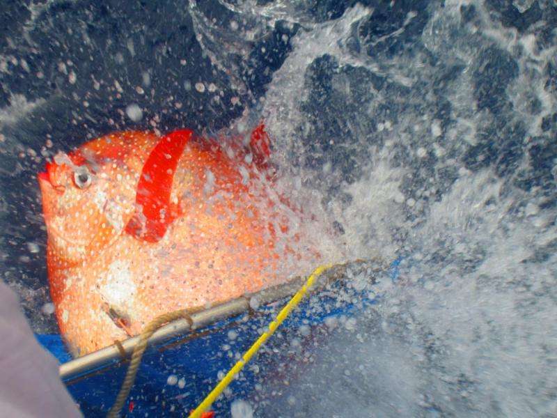 New research reveals first warm-blooded fish
