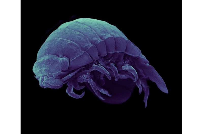 New species of marine roly poly pillbug discovered near Port of Los Angeles
