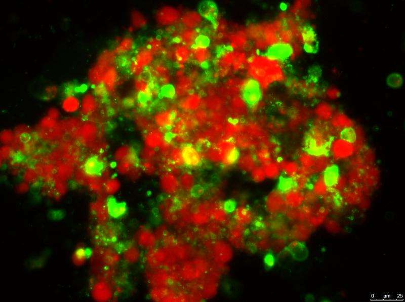 Probing the mystery of how cancer cells die