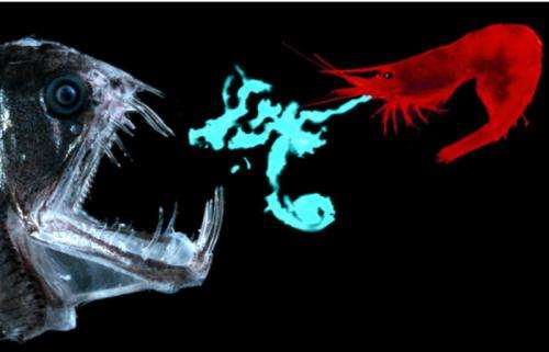 Researchers have traced the evolution of glowing shrimp