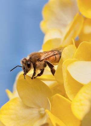 Research shows honey bee diseases can strike in all seasons