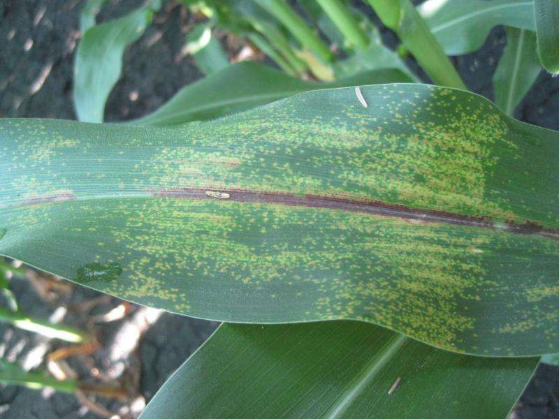 Scientist studies emergent corn disease that could slash yields across the state