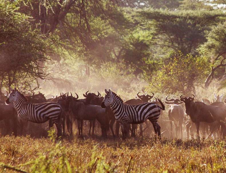 Serengeti Park disappearing