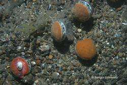 World’s largest ever fishing impact study brings hope for Cardigan Bay Scallop fishermen