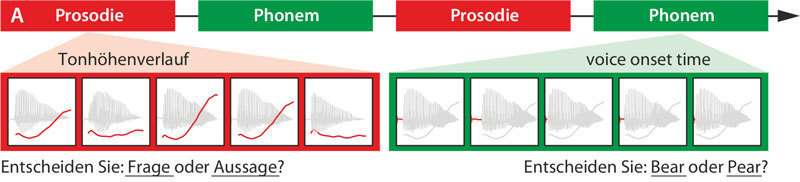 Scientists discover neural communication pathways for prosody