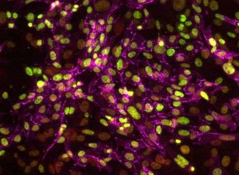 Scientists develop pioneering method to define stages of stem cell reprogramming