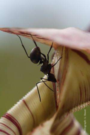 Pitcher plants 'switch off' traps to capture more ants