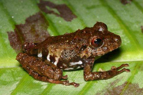 Scientists study effects of La Niña on frogs in tropical Costa Rica