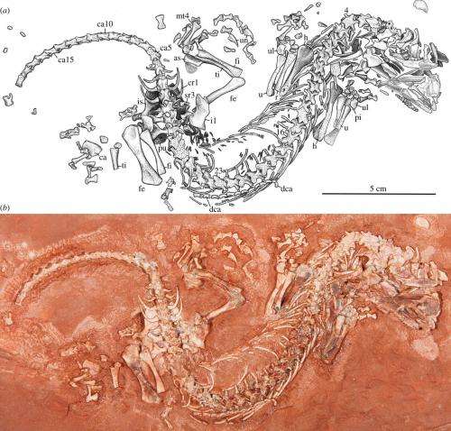 Canadian fossil discoveries offer clues to early evolution in upper North America