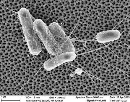Germs Be Gone! New Technology Keeps Bacteria From Sticking to Surfaces