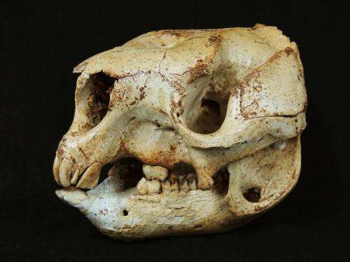 Out of the pouch: Ancient DNA from extinct giant roos