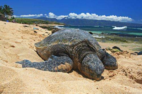 Study finds sea turtles may soon no longer need to bask on the beach