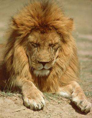 Study shows lions got distemper from dogs originally but now there are other carriers
