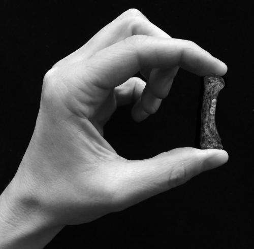 Early human ancestors used their hands like modern humans