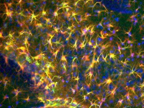 Support cells in the brain offer a new strategy to boost memory