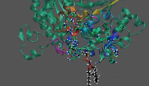 3-D enzyme model provides new tool for anti-inflammatory drug development