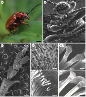 Researchers use nano-coating to allow for electron microscopy of living insects