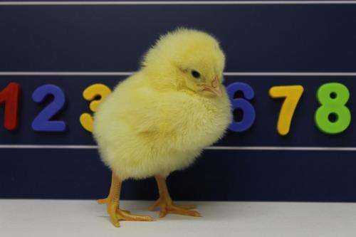 Study shows even newly hatched chicks have a left to right number space map