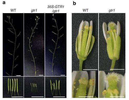 Researchers identify key hormone-transporting protein for plant fertility
