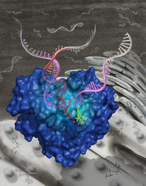 丙肝病毒RNA复制的团队发布的结构基础