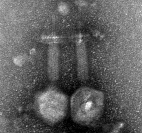 Scientists turn the tables on drug-resistant bacteria by infecting them with bacteriophages