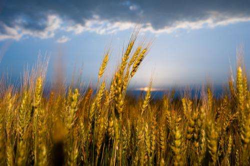 Study finds climate change may dramatically reduce wheat production