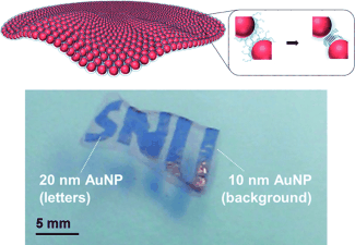 Free-standing monolayers made from protein-bound gold nanoparticles
